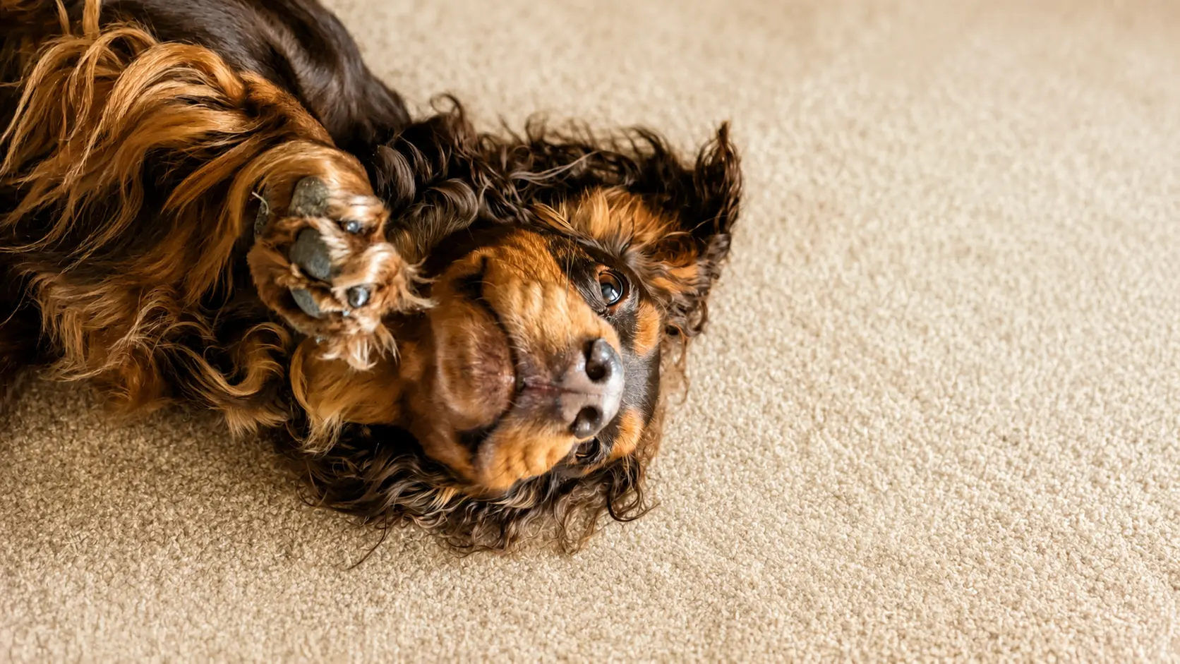 A spaniel resting at home