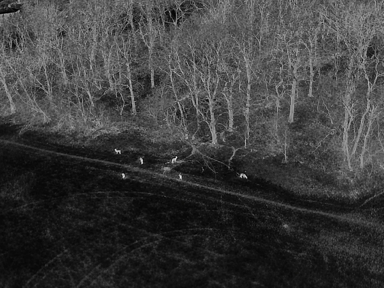 Thermal aerial view showing deer across the surveyed estate